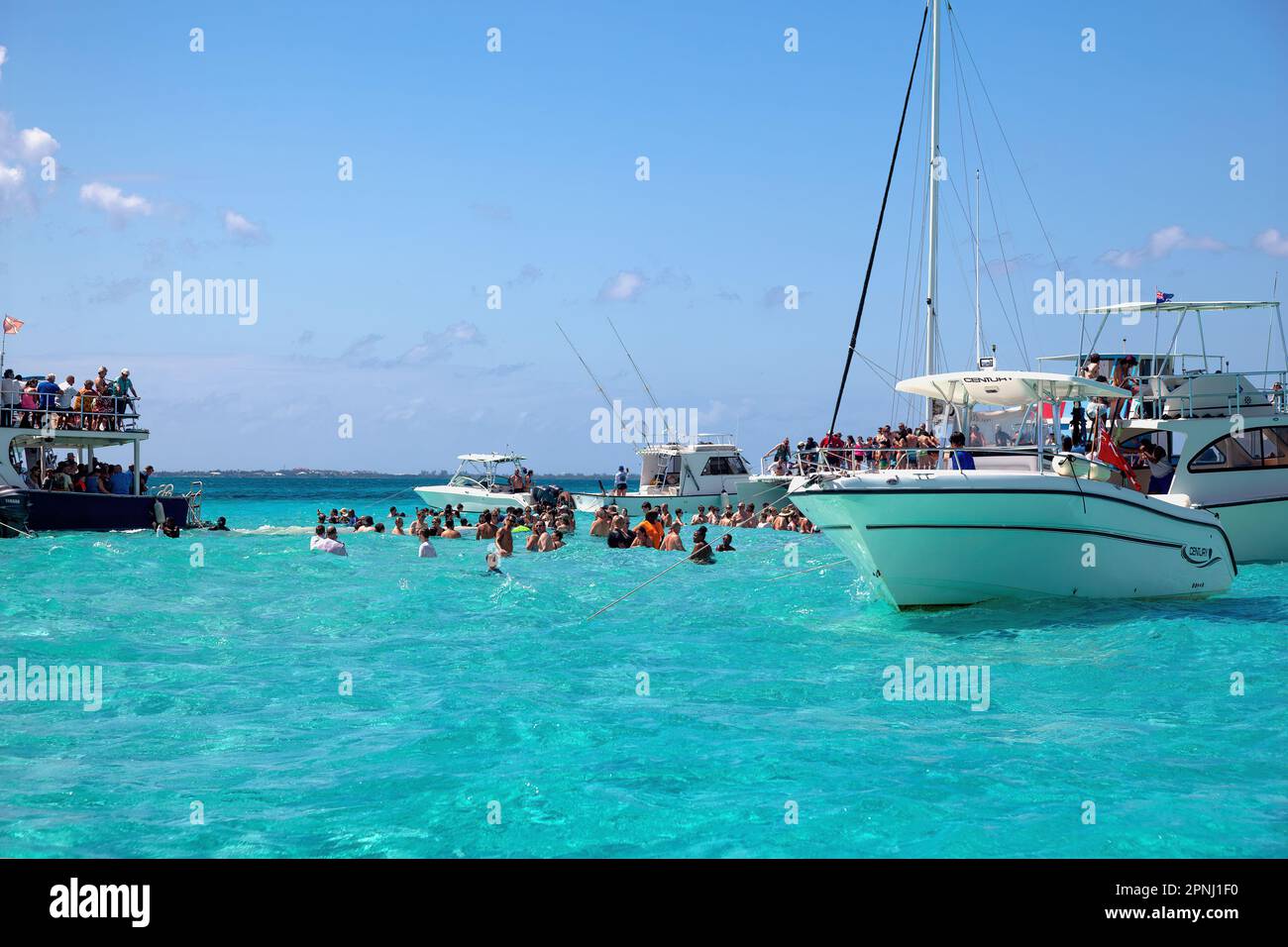 Stingray City, Grand Cayman Stock Photo Alamy
