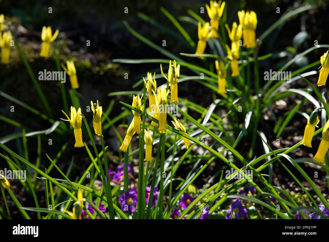 Bright yellow spring flowers of miniature daffodil Narcissus cyclamineus in UK garden April Stock Photo