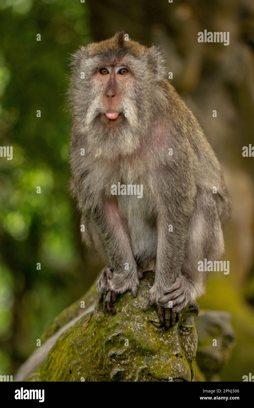 The crabeating macaque (Macaca fascicularis), also known as the longtailed macaque and