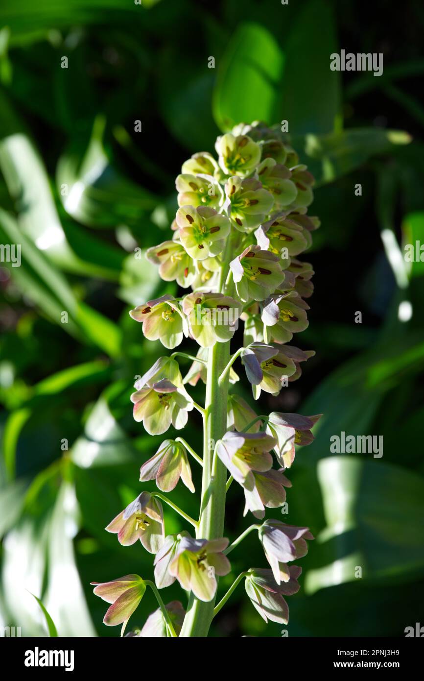 pale spring flowers of Fritillary Fritillaria persica bicolor in UK garden April Stock Photo