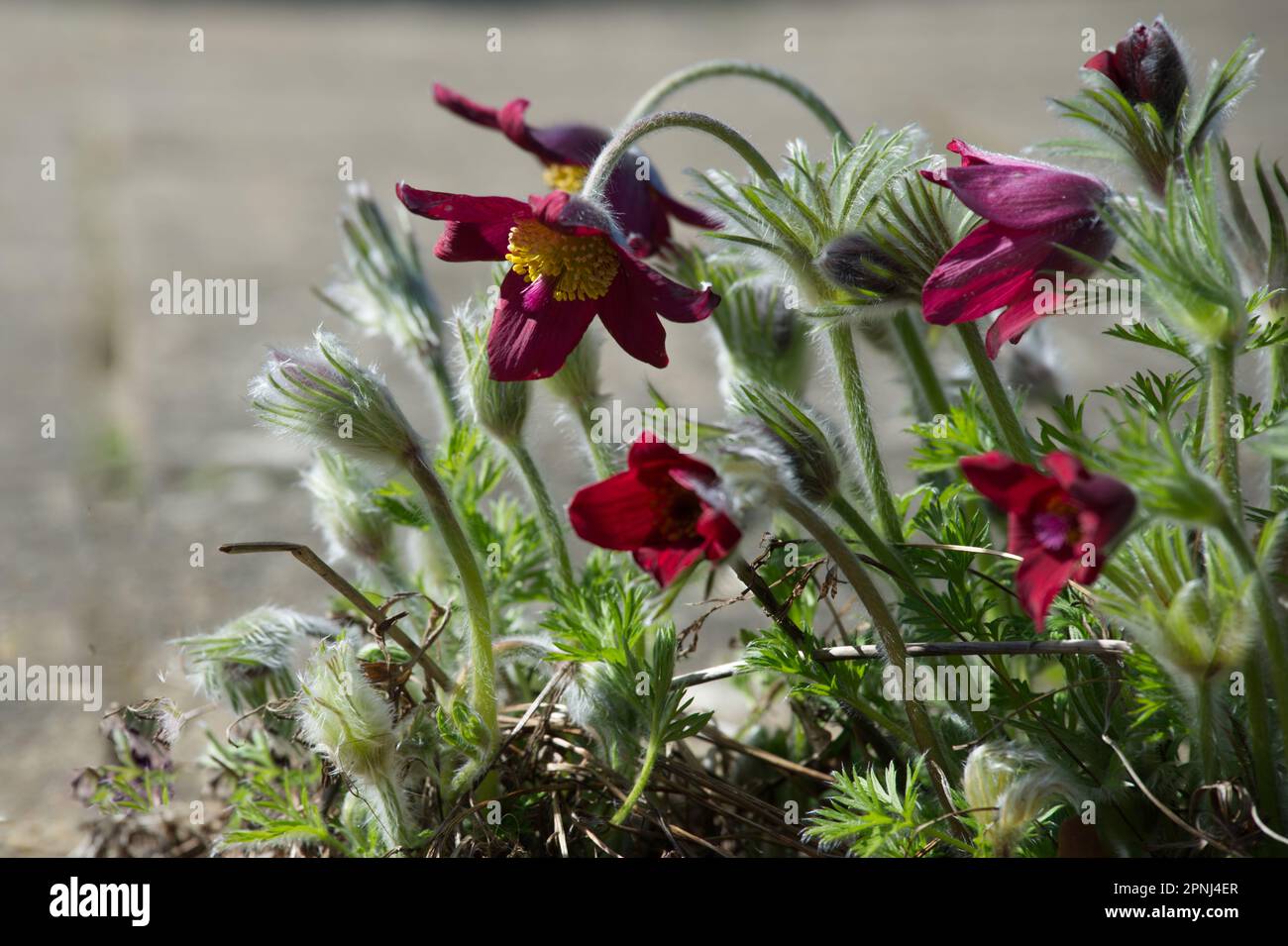 Spring flowers of Red Pasque Flower Pulsatilla rubra in UK garden April Stock Photo