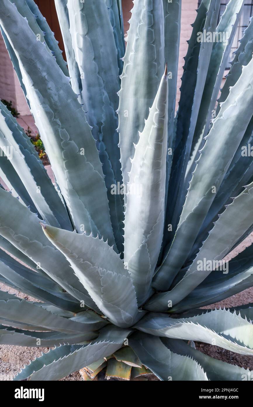 Agave (Agave americana) is native to hot and arid regions of the Americas Stock Photo
