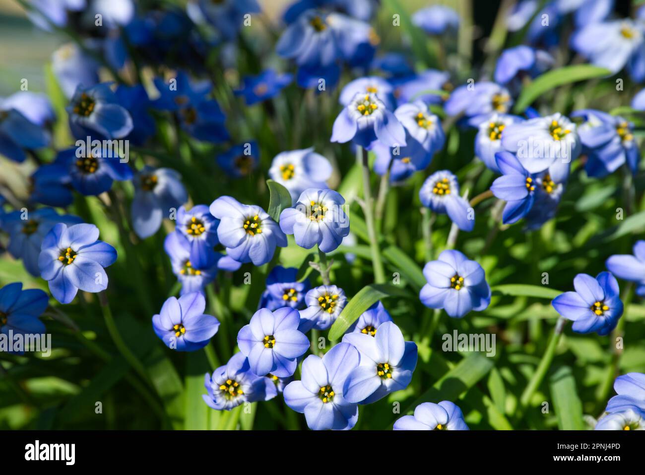 Blue spring flowers of Ipheion 'Jessie' in UK glasshouse April Stock Photo
