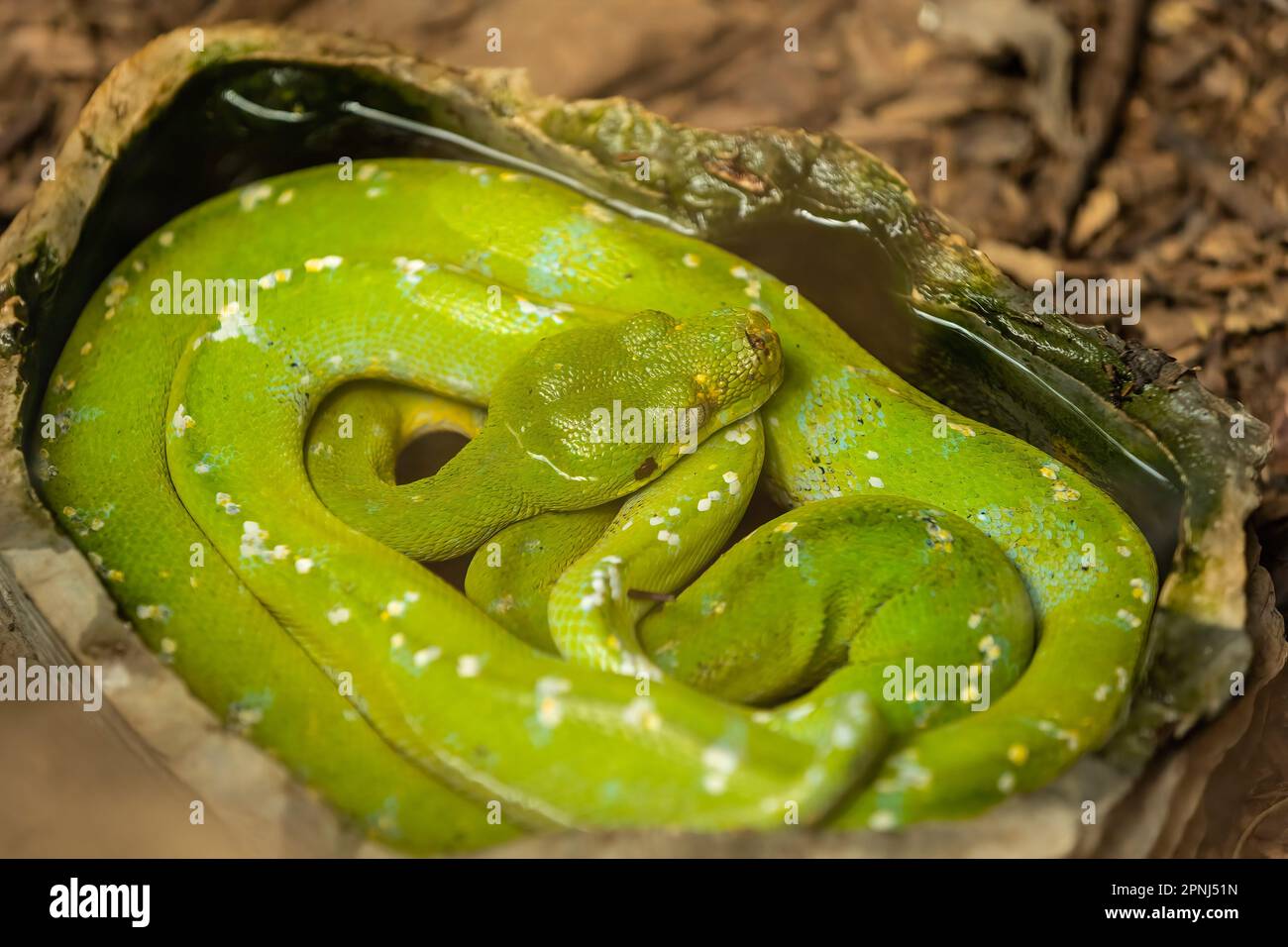 The green tree python (Morelia viridis) is a species of snake in the family Pythonidae. Stock Photo