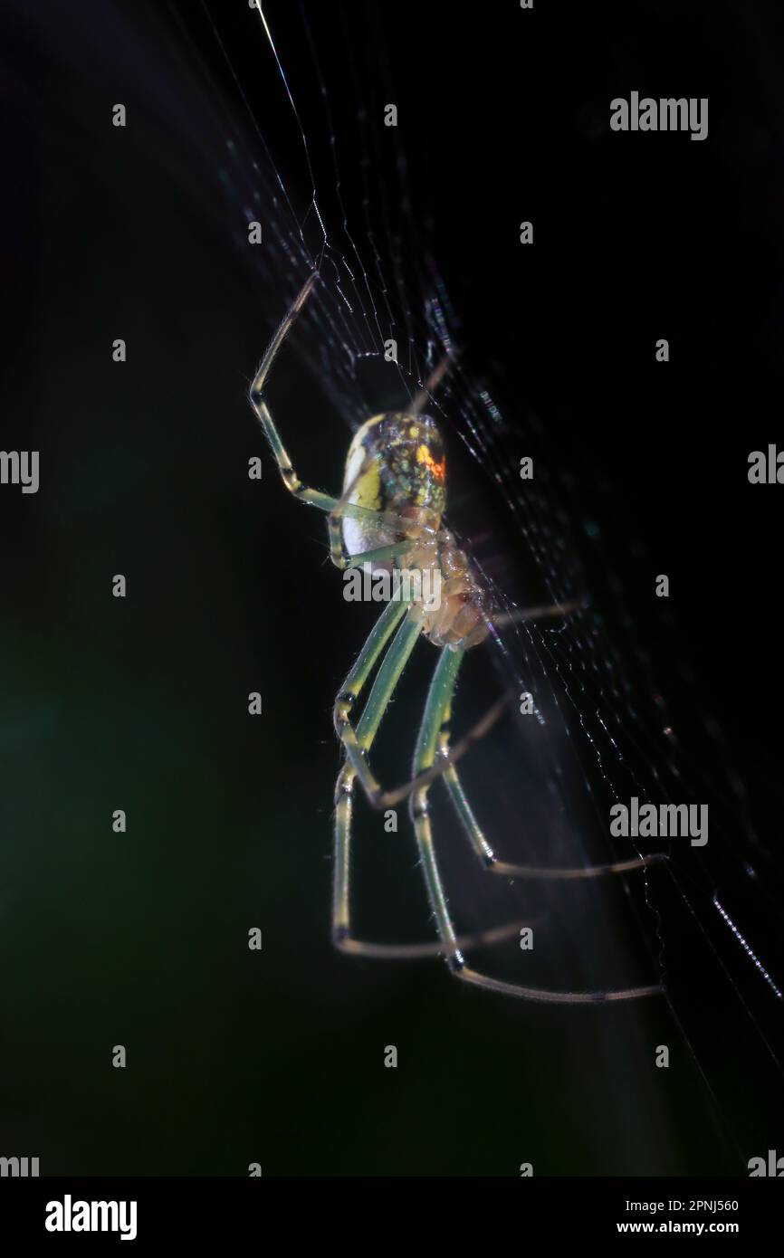 Cary, North Carolina, USA. 19th Apr, 2023. An orchard orbweaver, one of the most common spiders in the eastern United States. They are occasionally mistaken for black widow spiders because of the reddish-orange spots. (Credit Image: © Bob Karp/ZUMA Press Wire) EDITORIAL USAGE ONLY! Not for Commercial USAGE! Stock Photo