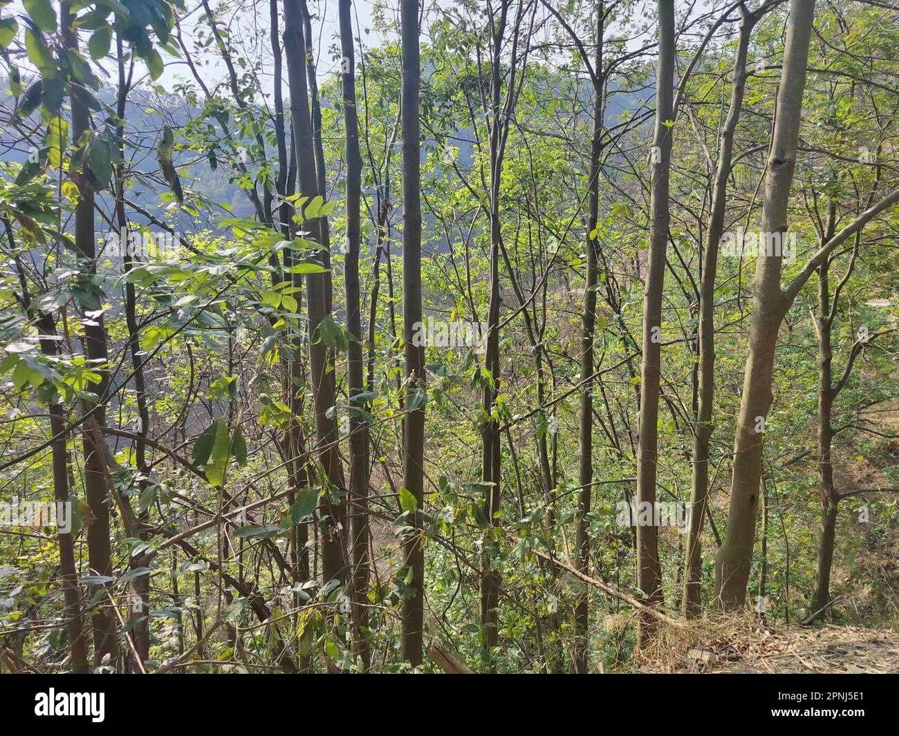 Guiyang. 19th Apr, 2023. This undated photo shows the wild Ormosia hosiei trees in the natural forest area of the state-owned forest farm of Nanpanjiang in the Bouyei-Miao Autonomous Prefecture of Qianxinan, southwest China's Guizhou Province. TO GO WITH 'Nearly 10,000 wild trees of a rare species found in China's Guizhou' Credit: Xinhua/Alamy Live News Stock Photo