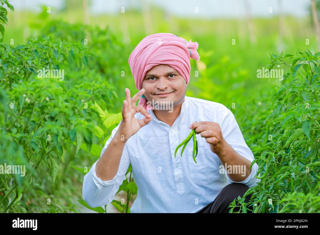 Indian Happy farmer holding green chilli plant, green chilli farming, young farmer Stock Photo