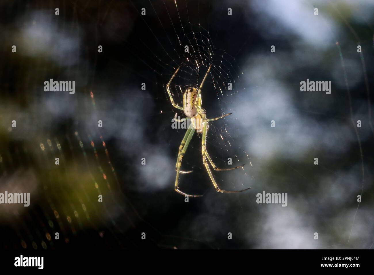 Cary, North Carolina, USA. 19th Apr, 2023. An orchard orbweaver, one of the most common spiders in the eastern United States. They are occasionally mistaken for black widow spiders because of the reddish-orange spots. (Credit Image: © Bob Karp/ZUMA Press Wire) EDITORIAL USAGE ONLY! Not for Commercial USAGE! Stock Photo