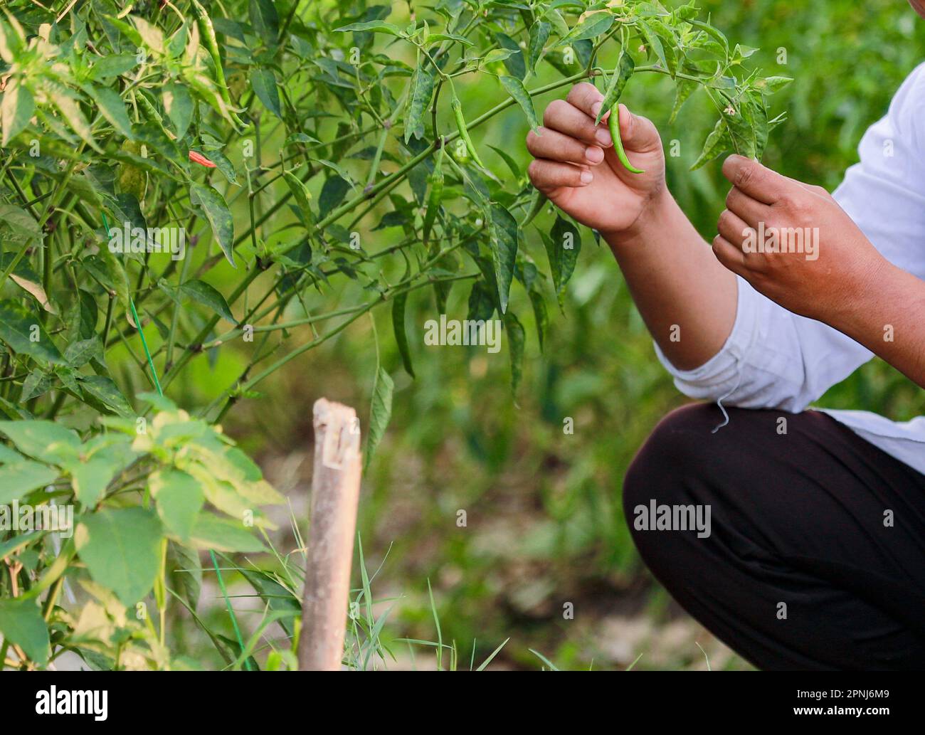 Indian Happy farmer holding green chilli plant, green chilli farming, young farmer Stock Photo