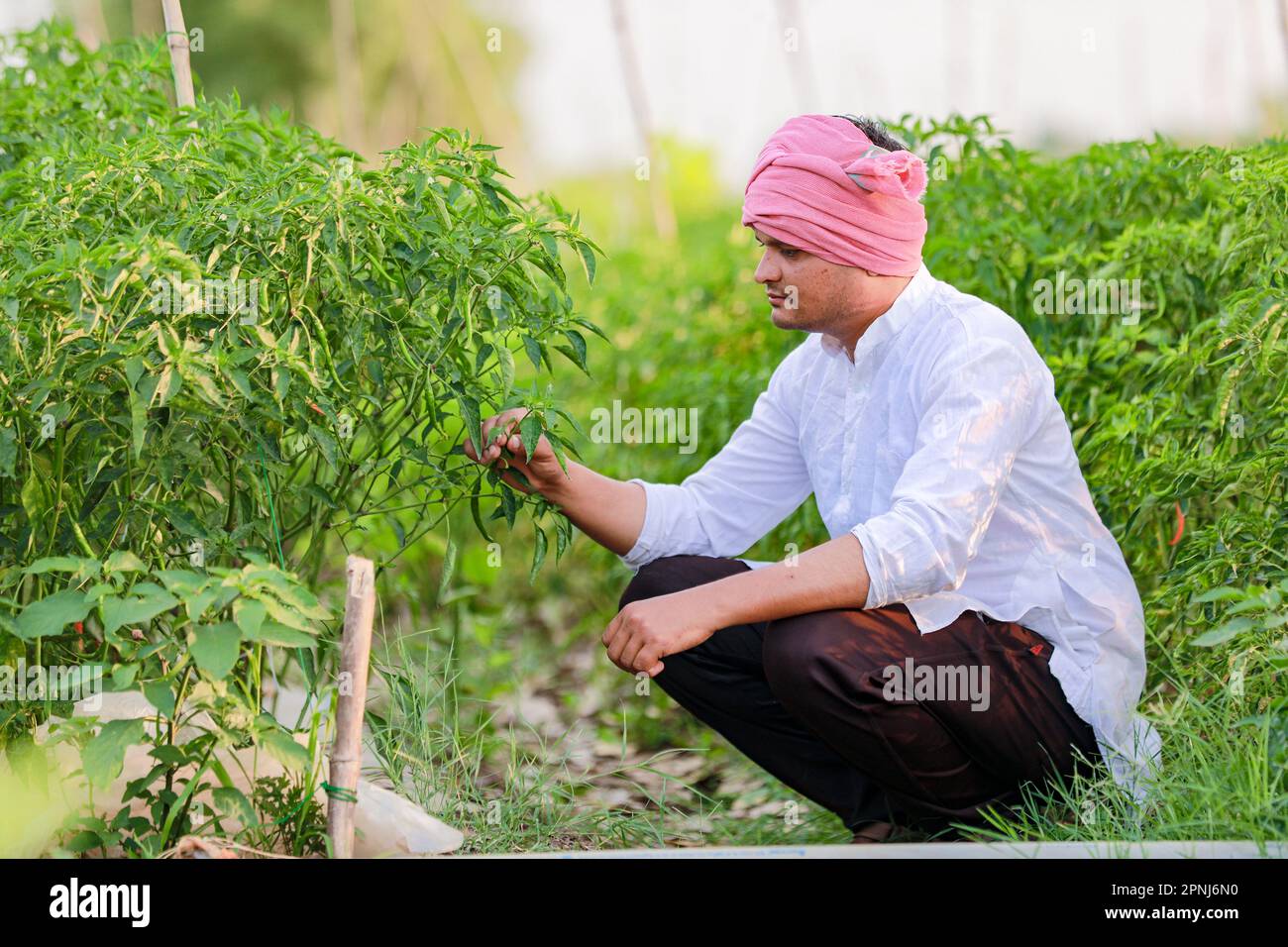 Indian Happy farmer holding green chilli plant, green chilli farming