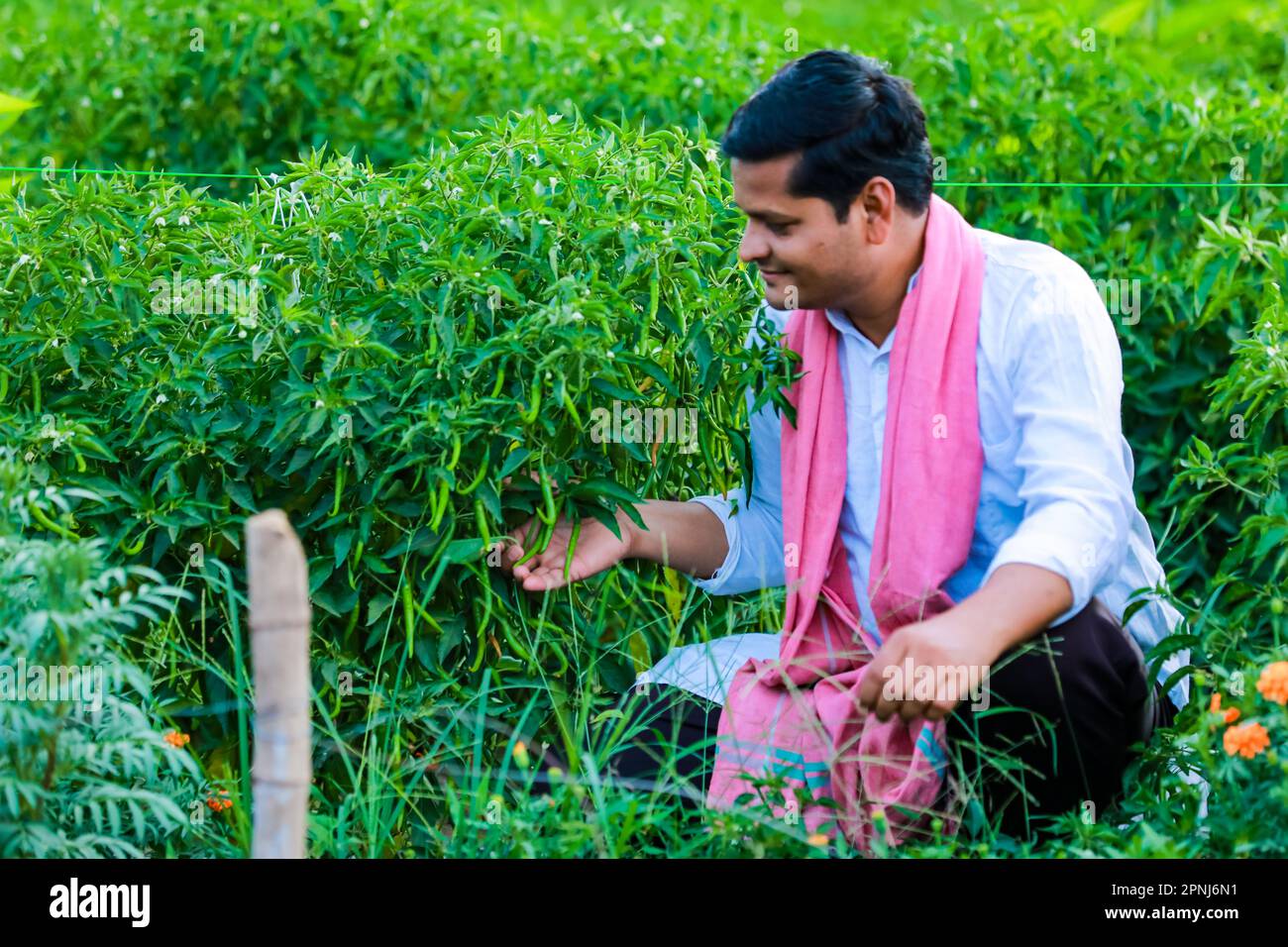 Indian Happy farmer holding green chilli plant, green chilli farming
