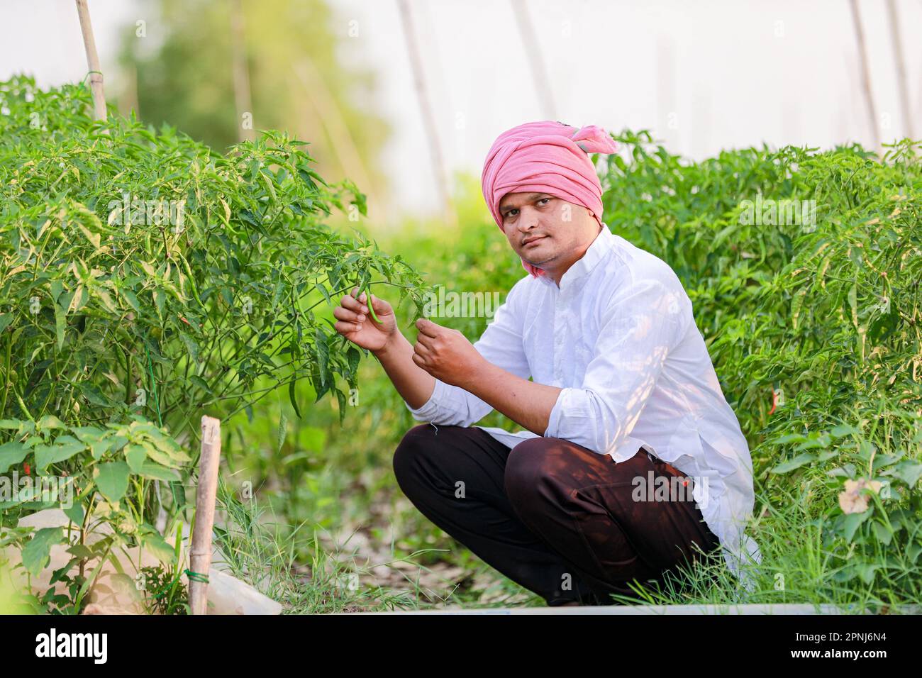 Indian Happy farmer holding green chilli plant, green chilli farming ...