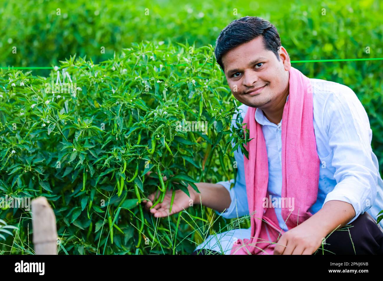 Indian Happy farmer holding green chilli plant, green chilli farming