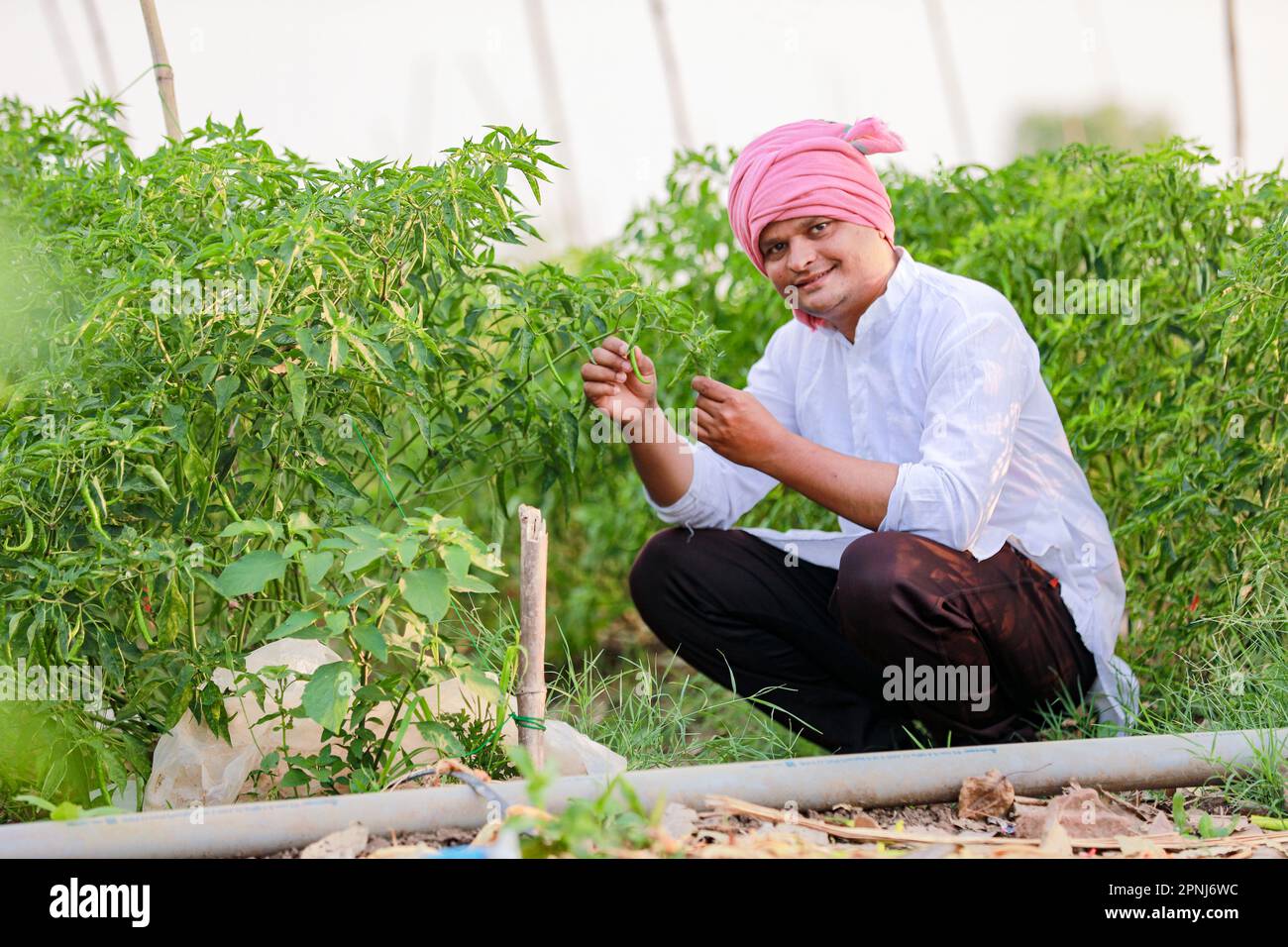 Indian Happy farmer holding green chilli plant, green chilli farming