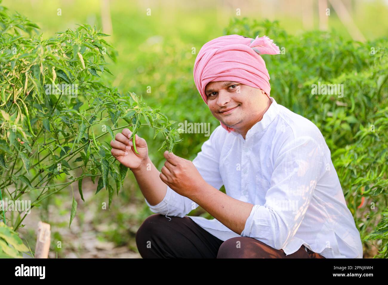 Indian Happy farmer holding green chilli plant, green chilli farming