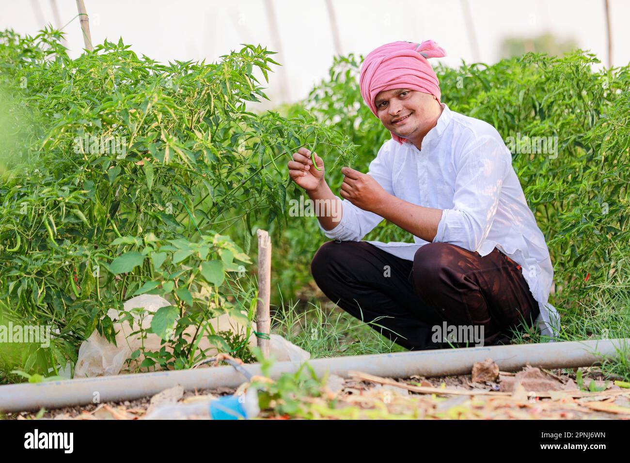 Indian Happy farmer holding green chilli plant, green chilli farming