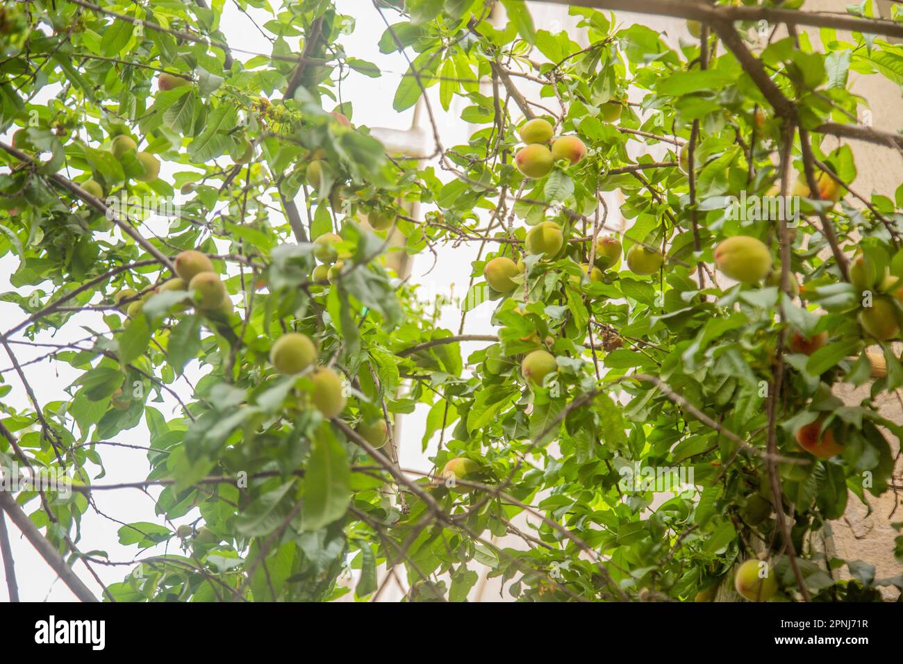 Peach fruit in tree in the peach orchard Stock Photo Alamy