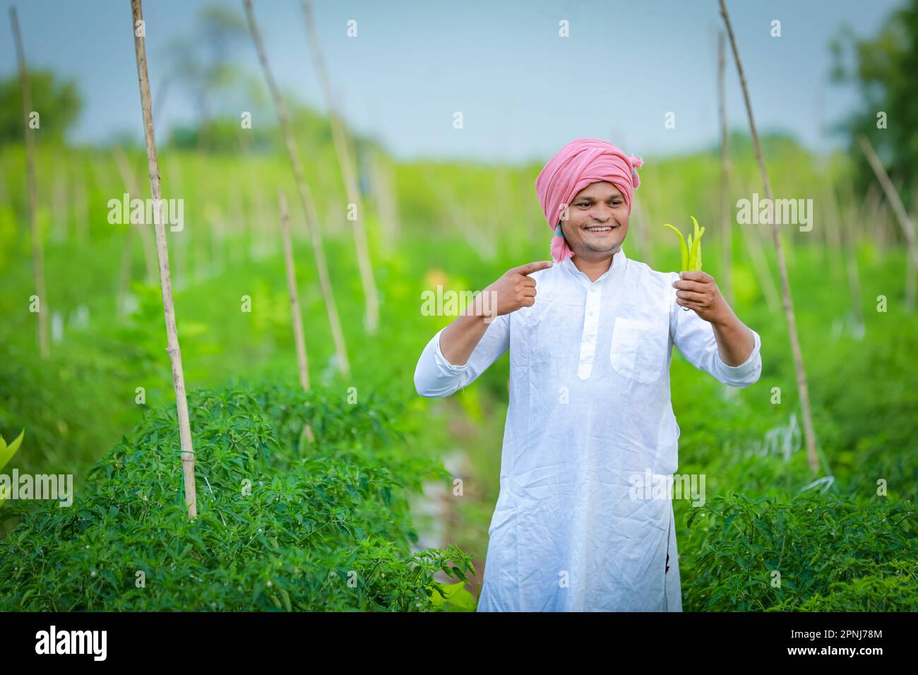 Indian Happy farmer holding green chilli plant, green chilli farming