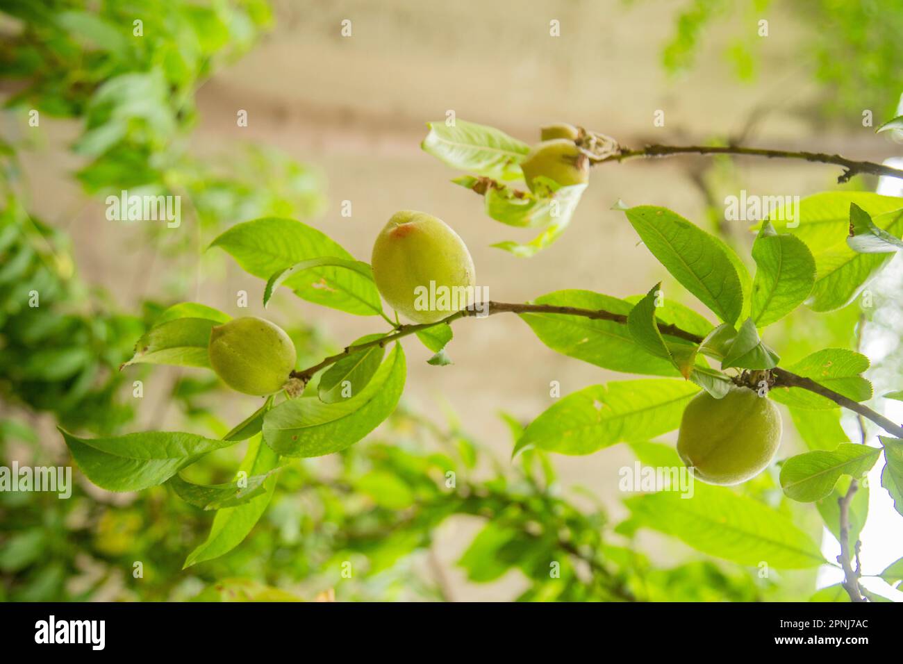 Peach fruit in tree in the peach orchard Stock Photo Alamy