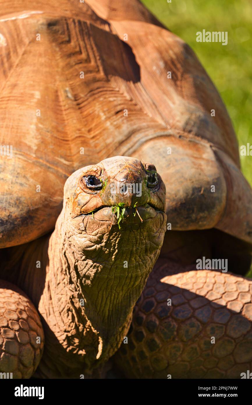 Aldabra Giant Tortoise at Paignton Zoo in Devon,UK. IUCN Conservation Stratus - VULNERABLE Stock Photo