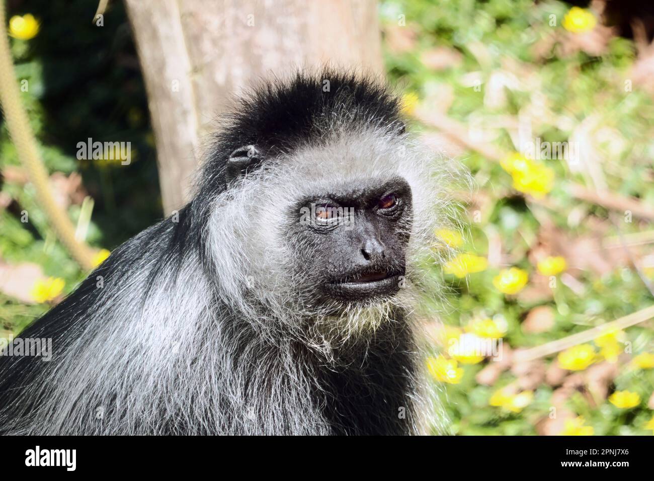 Endangered King Colobus from west Africa. Stock Photo