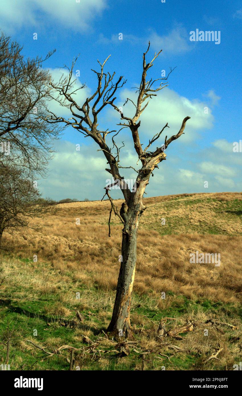 Tree on the West Pennine moors. Bull Hill, Darwen, Lancashire Stock