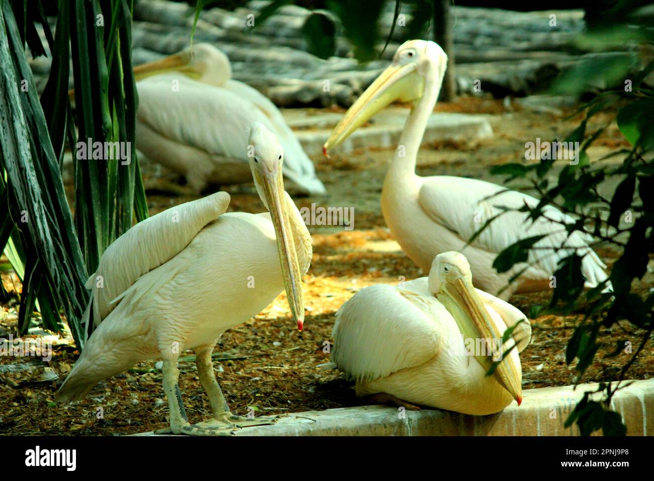 Proud Pelicans posing for a perfect picture Stock Photo