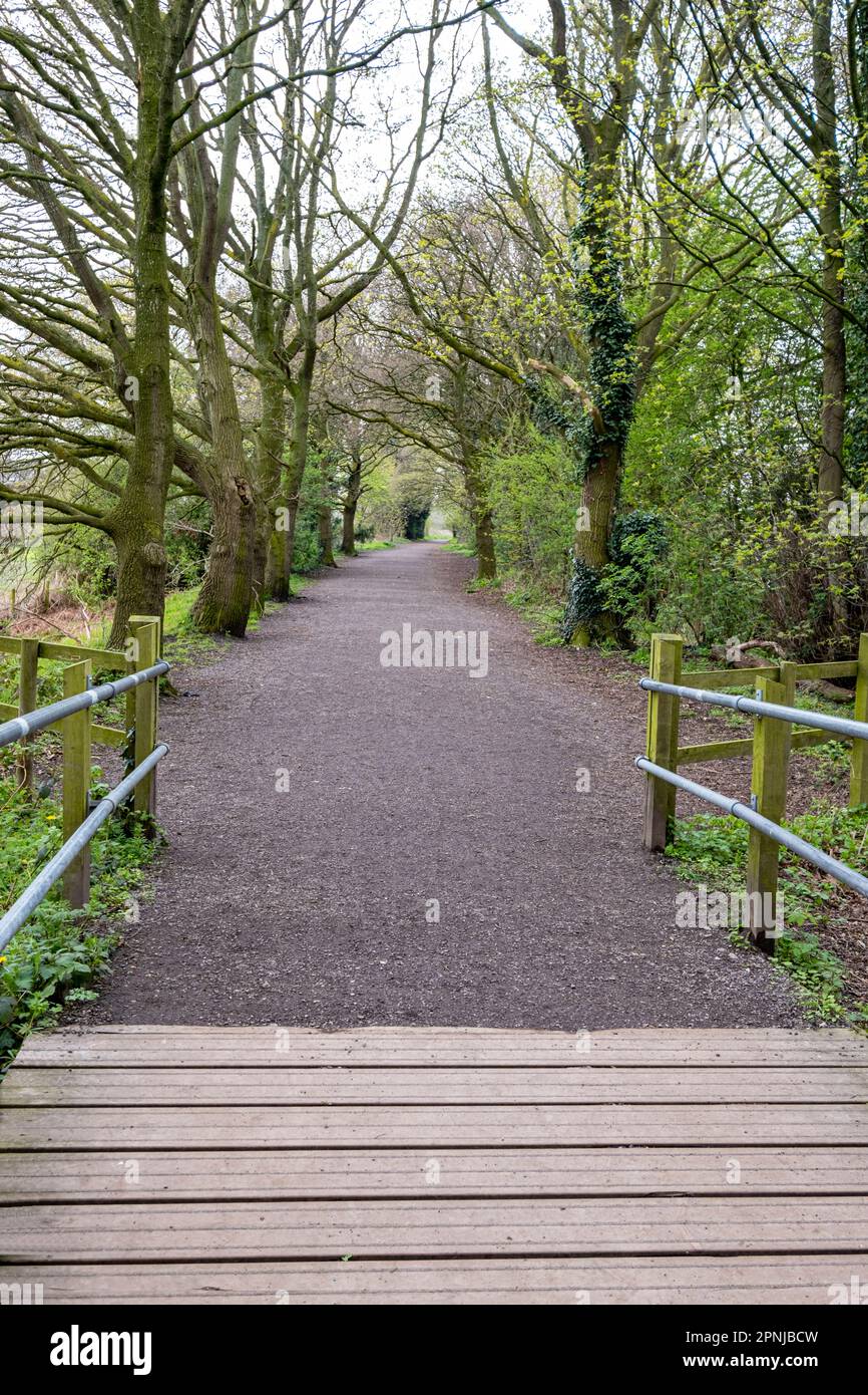 Boardwalk in forest Cheshire UK Stock Photo