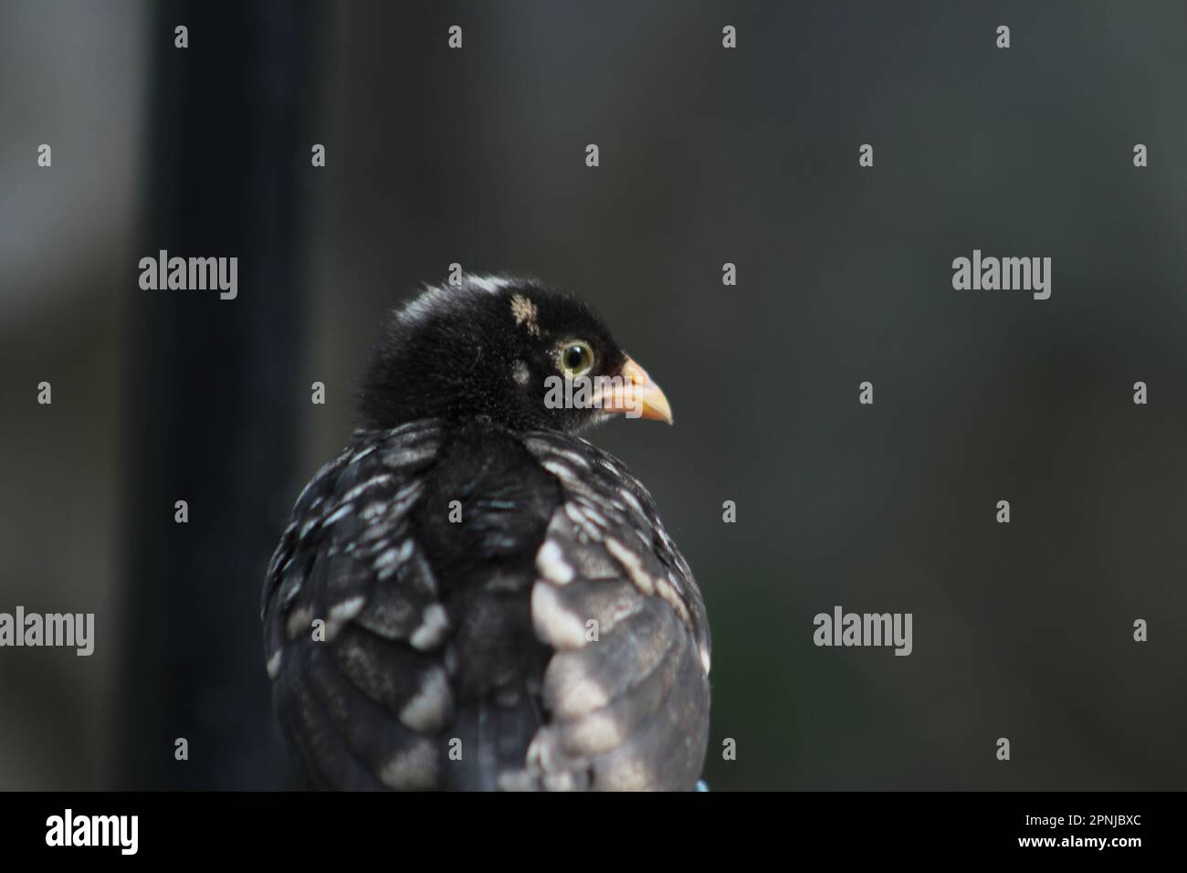 Black chick perched in hencoop. Stock Photo