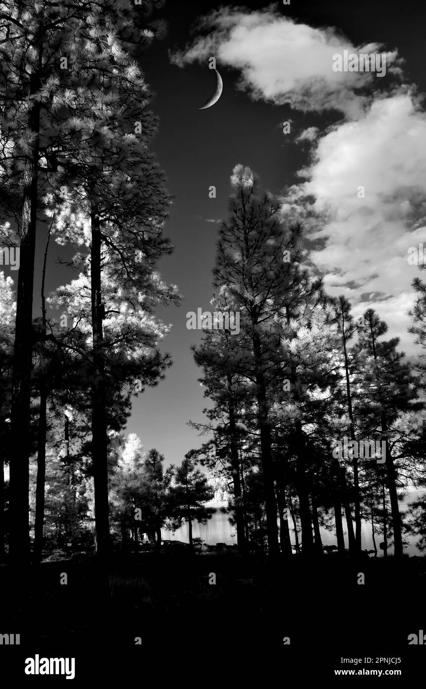 Forest lake with moon and pine trees in background Stock Photo Alamy