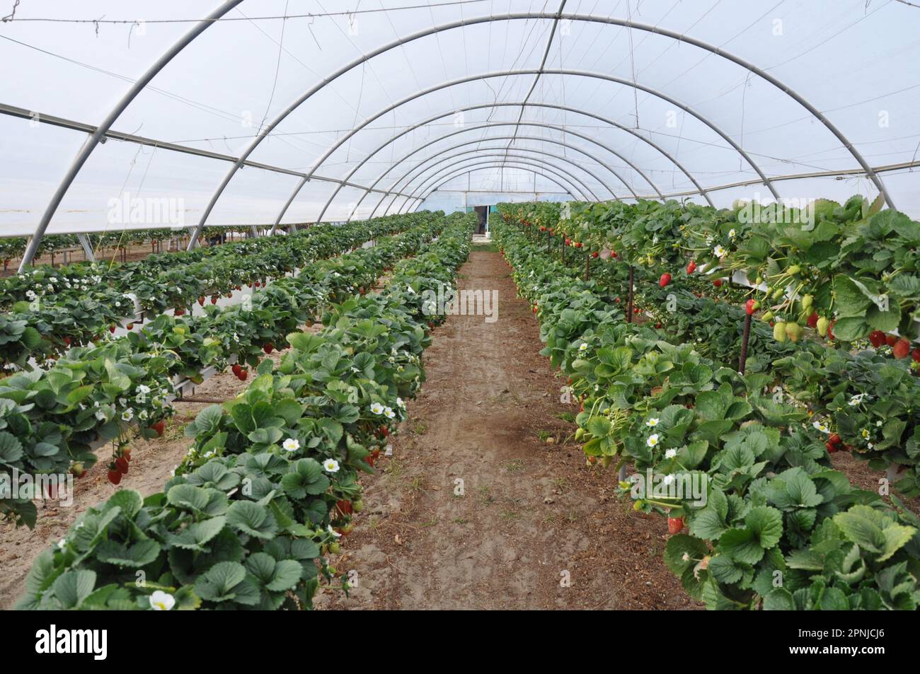 The beautiful strawberry in Greenhouse Stock Photo - Alamy