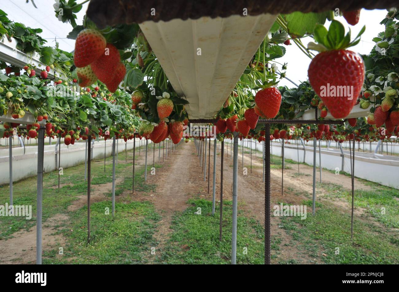 The beautiful strawberry in Greenhouse Stock Photo - Alamy