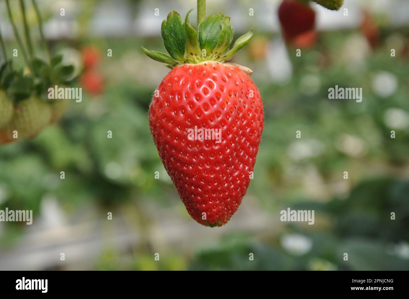 The beautiful strawberry in Greenhouse Stock Photo - Alamy
