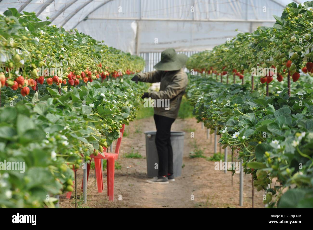 The beautiful strawberry in Greenhouse Stock Photo - Alamy