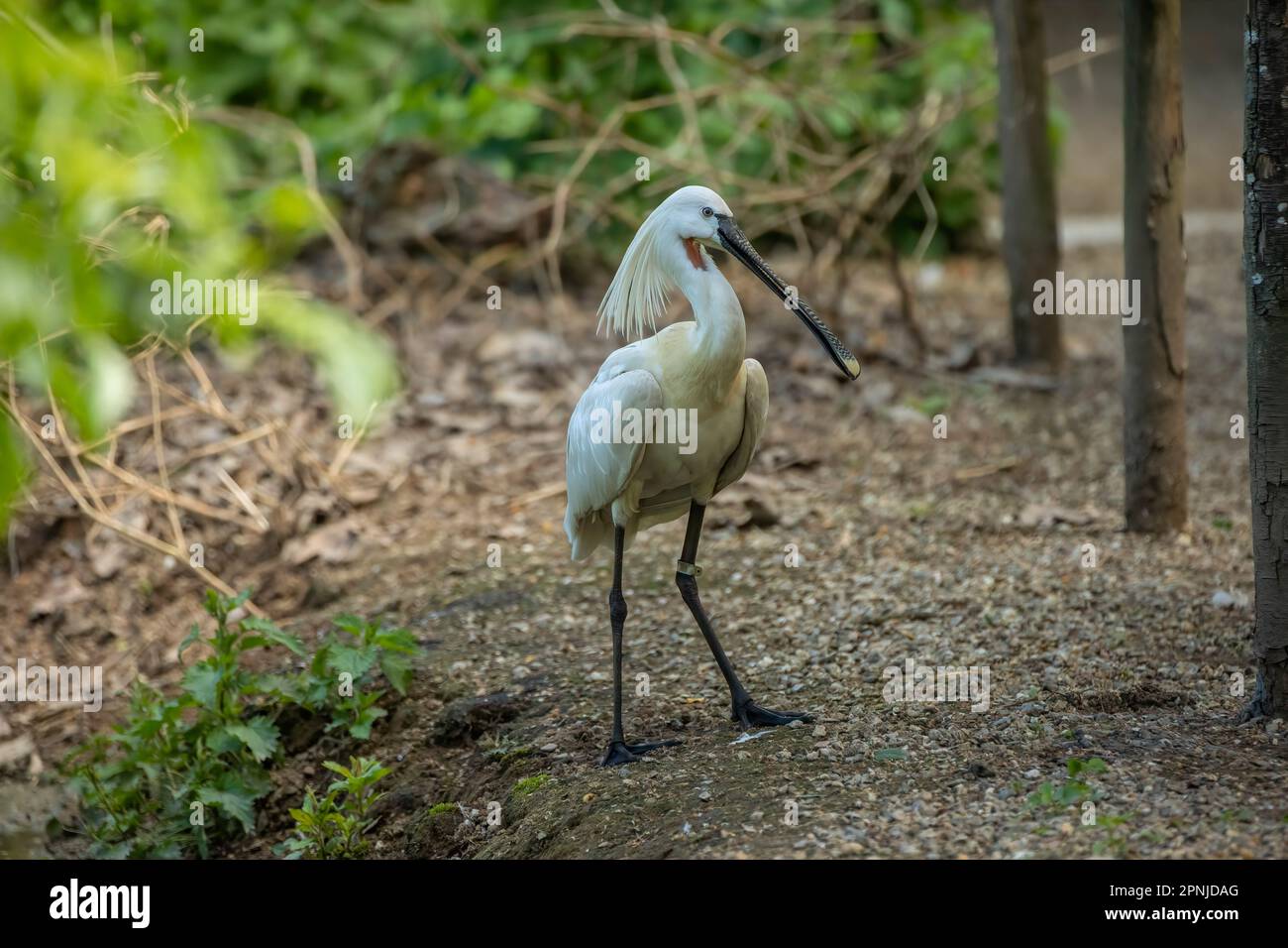 The Eurasian spoonbill (Platalea leucorodia), or common spoonbill, is a ...