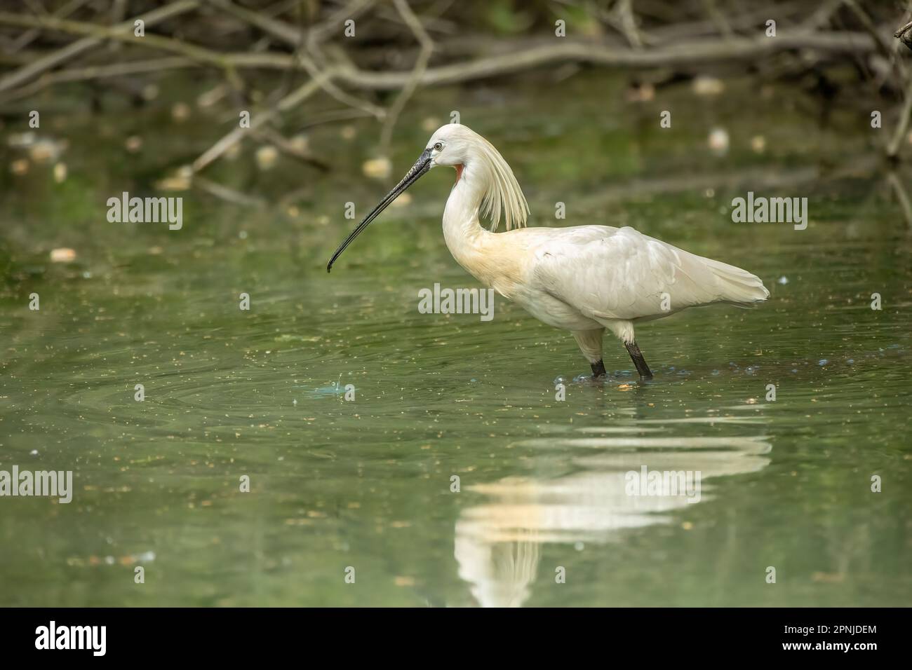 The Eurasian spoonbill (Platalea leucorodia), or common spoonbill, is a ...