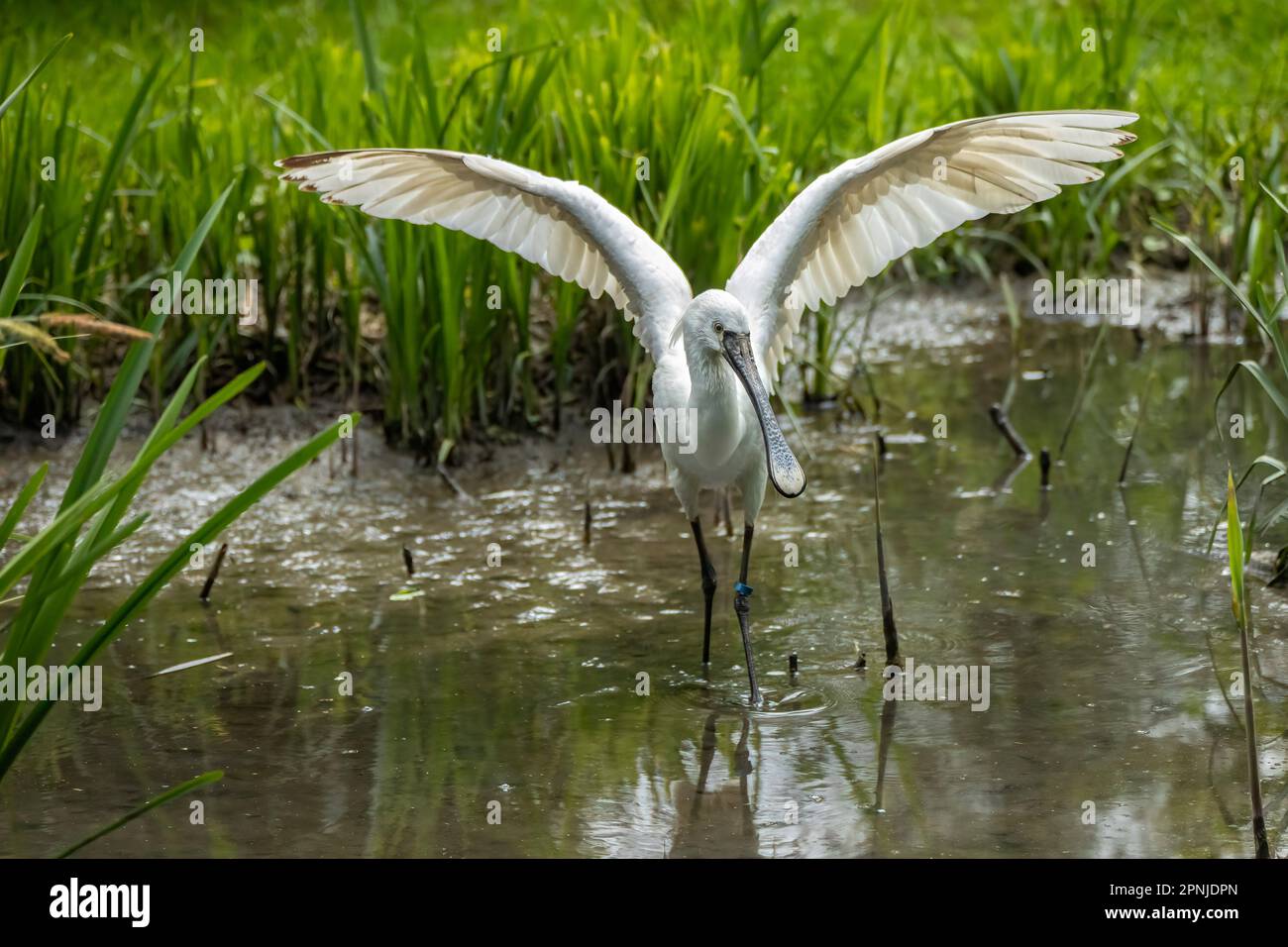 The Eurasian spoonbill (Platalea leucorodia), or common spoonbill, is a ...