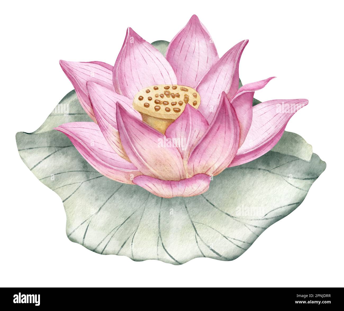 My Image 26