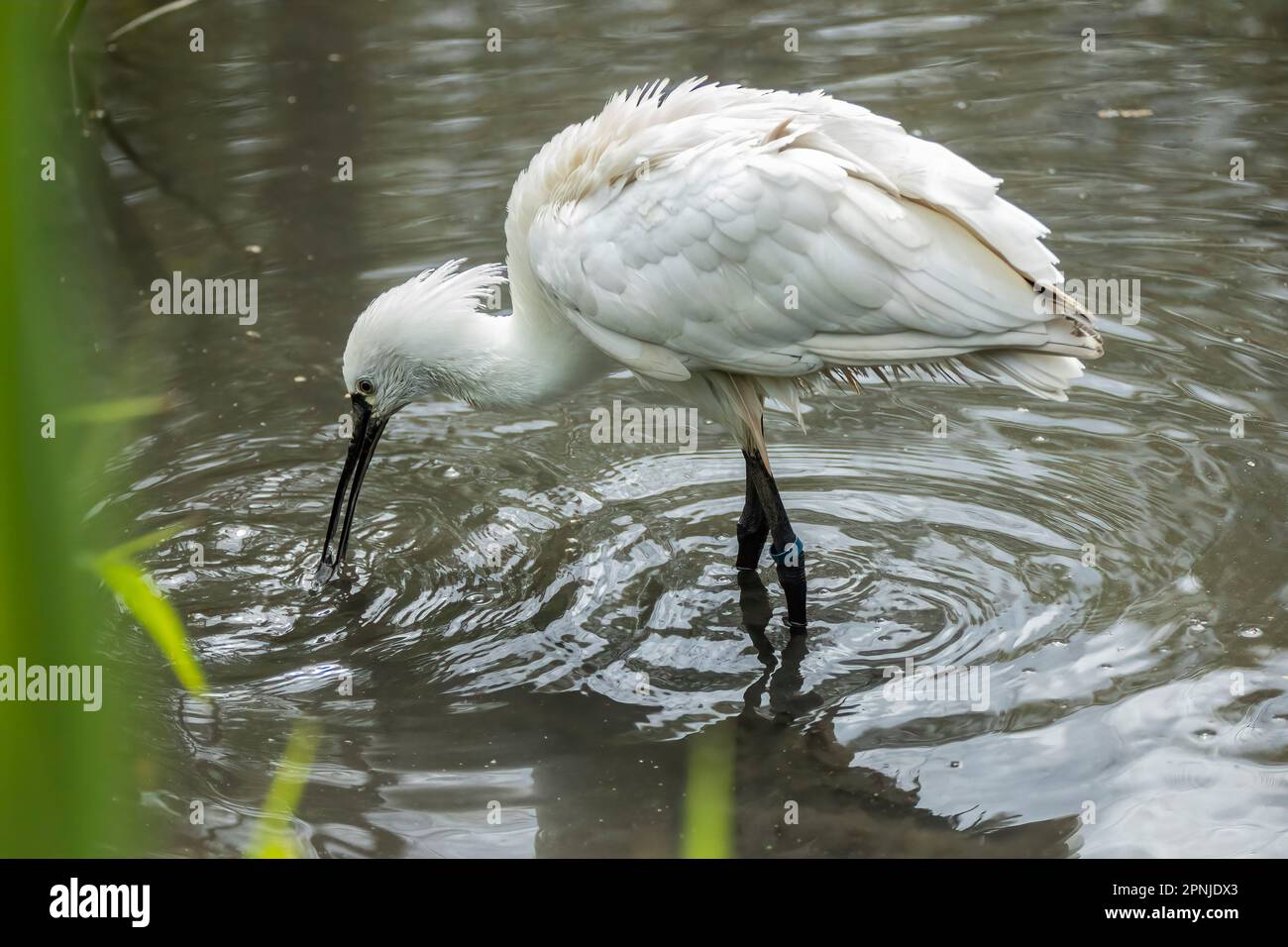 The Eurasian spoonbill (Platalea leucorodia), or common spoonbill, is a ...