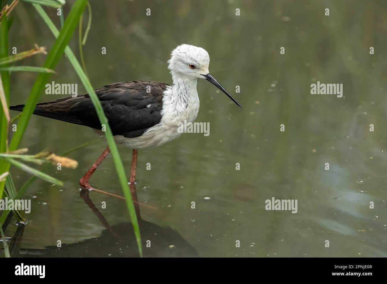 The black winged stilt (Himantopus himantopus) is a widely distributed very long legged wader in The black winged stilt (Himantopus himantopus) is a widely distributed very long legged wader in