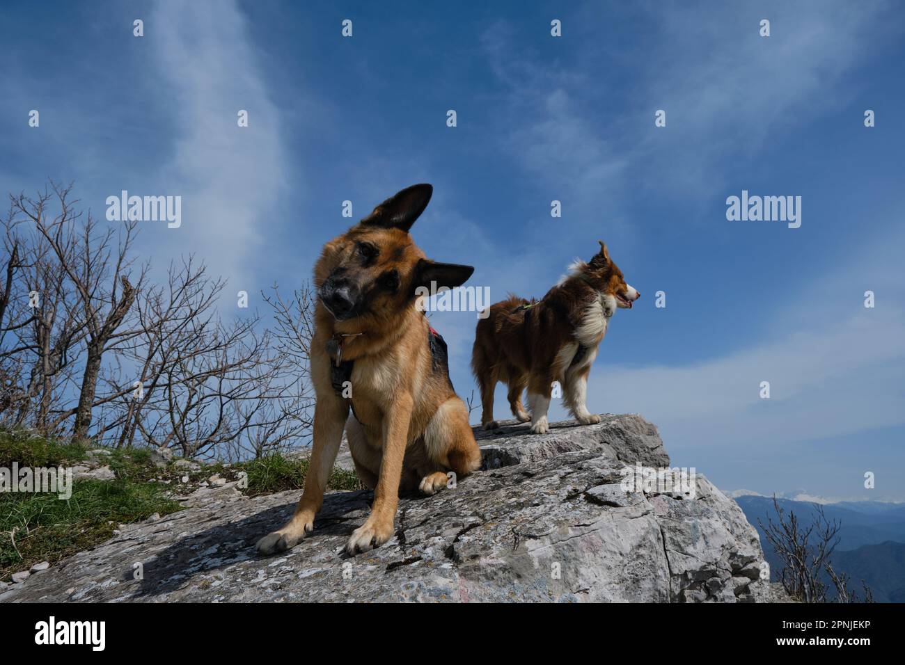 German shepherd cheap hiking