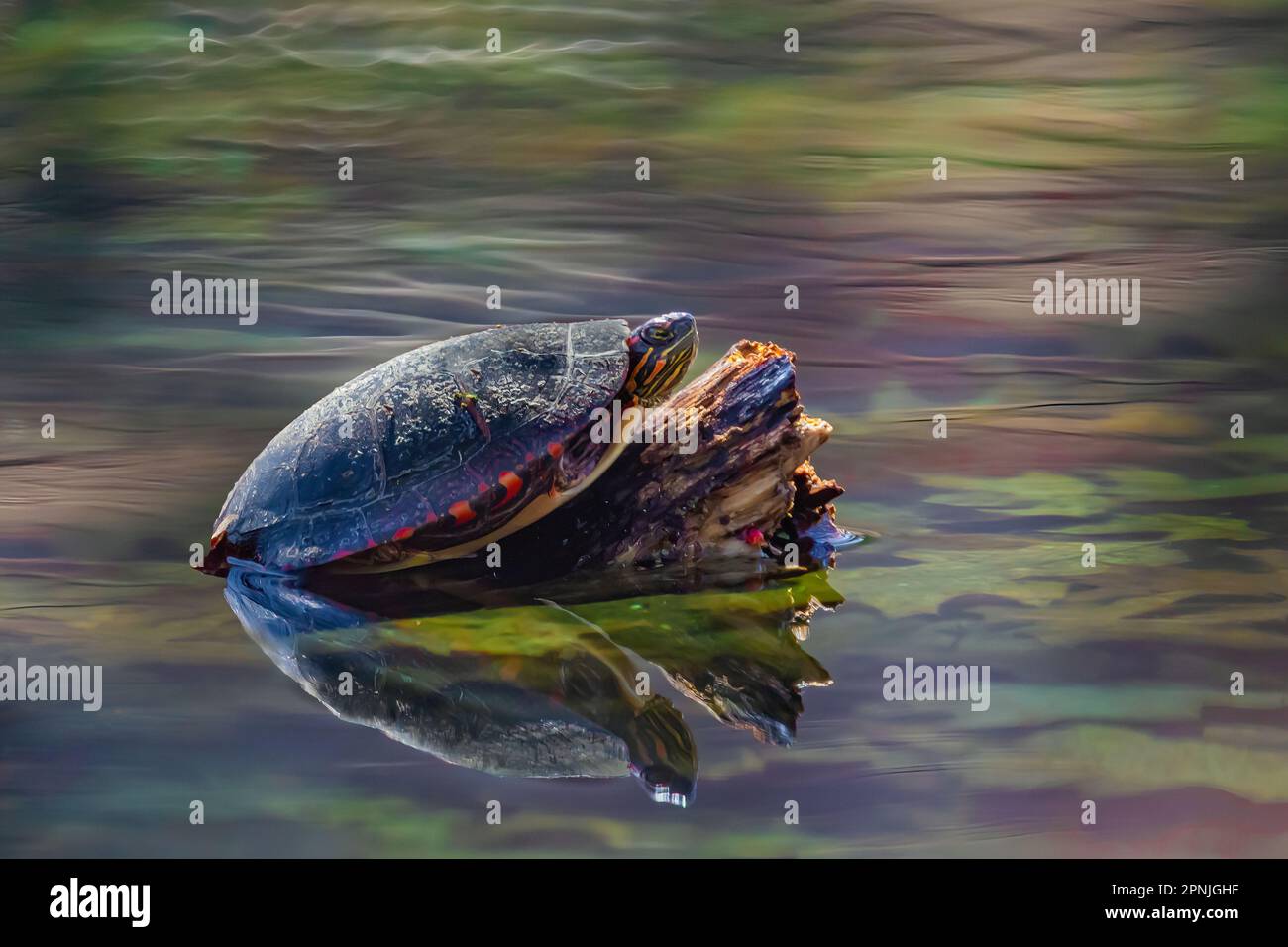 Painted Turtles, Chrysemys picta, basking on a log in a small permanent