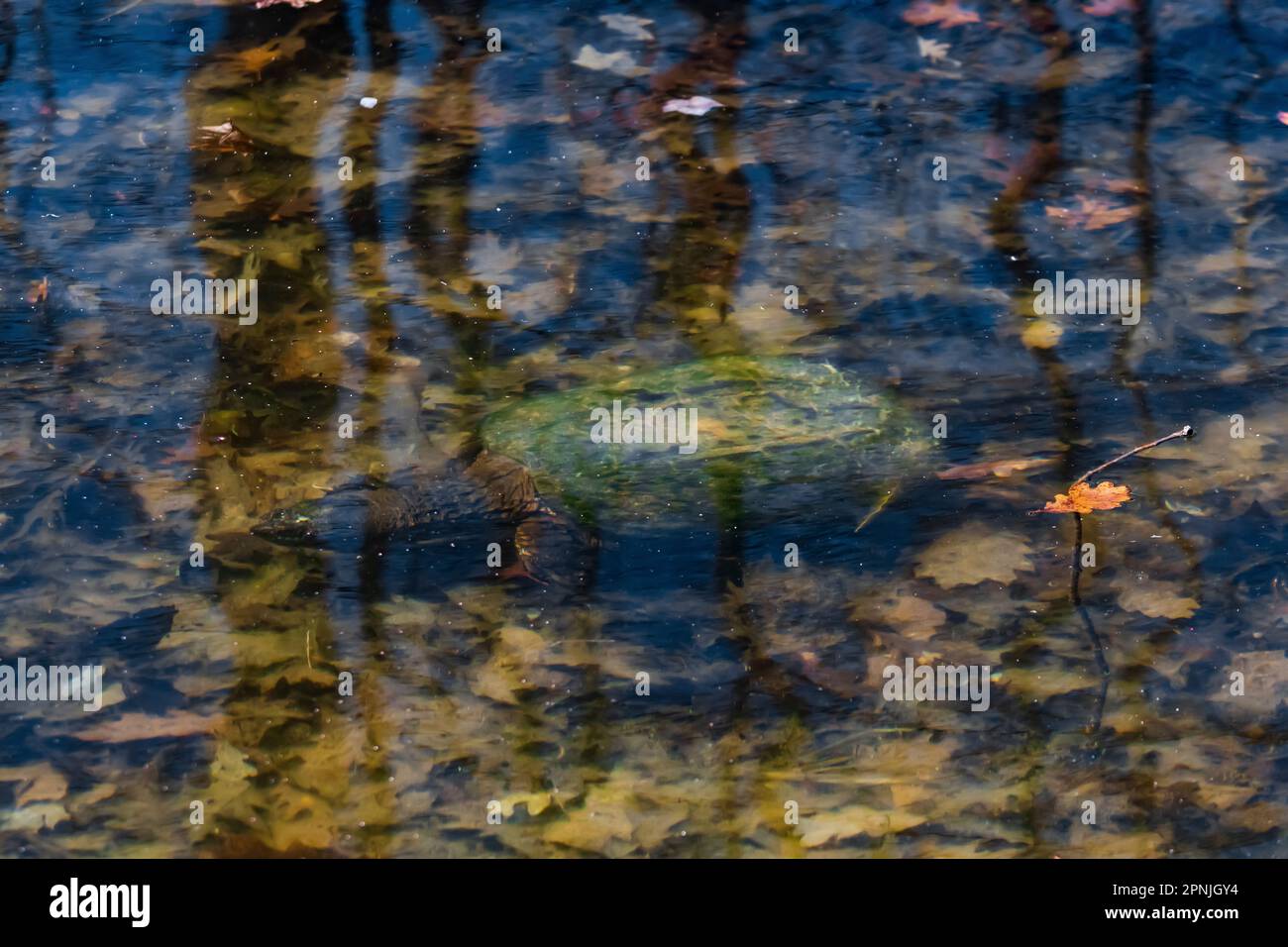 Common Snapping Turtle, Chelydra serpentina, underwater in a lake in Canadian Lakes, Michigan, USA Stock Photo
