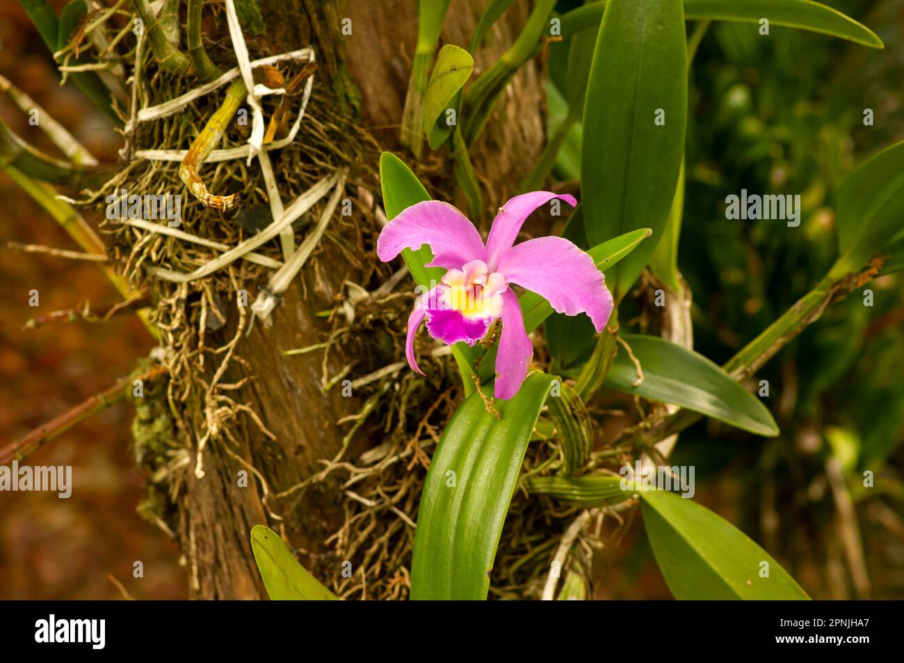 Purple cattleya labiata orchid flower, known as the crimson cattleya or ruby-lipped cattleya Stock Photo
