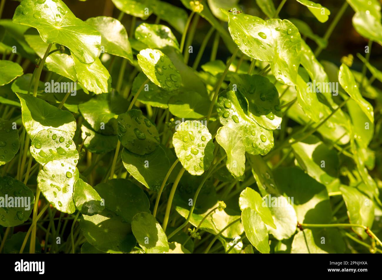 Close up of Daun Pegagan, Centella asiatica leaves, in shallow focus Stock Photo
