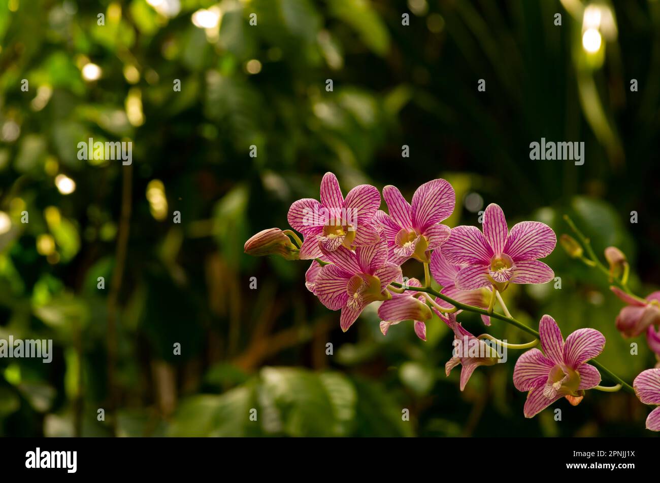 Dendrobium enobi orchid, in shallow focus Stock Photo