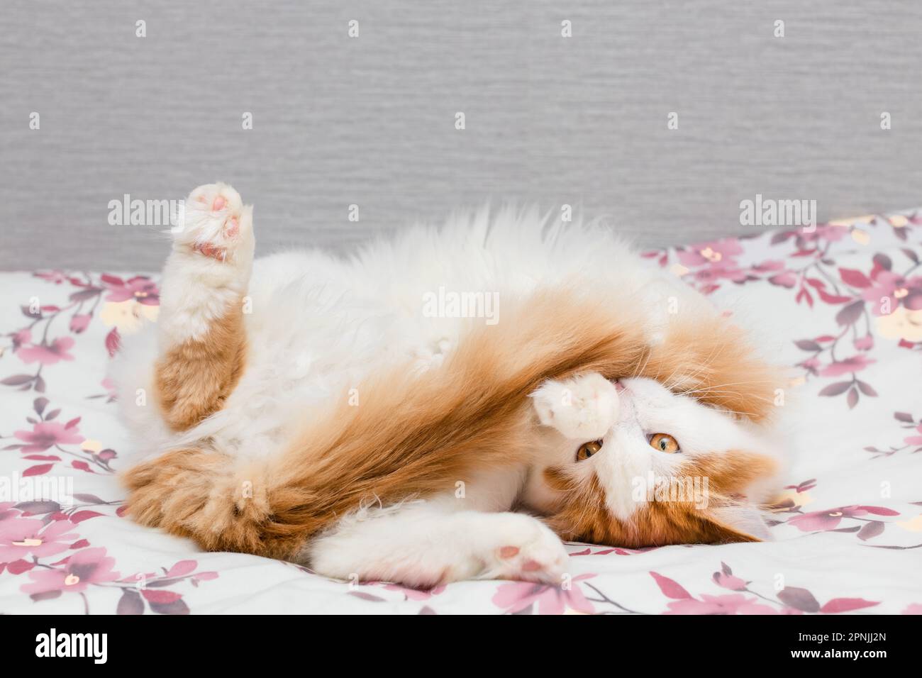 the cat plays with its tail lying on the bed. cat plays with its tail
