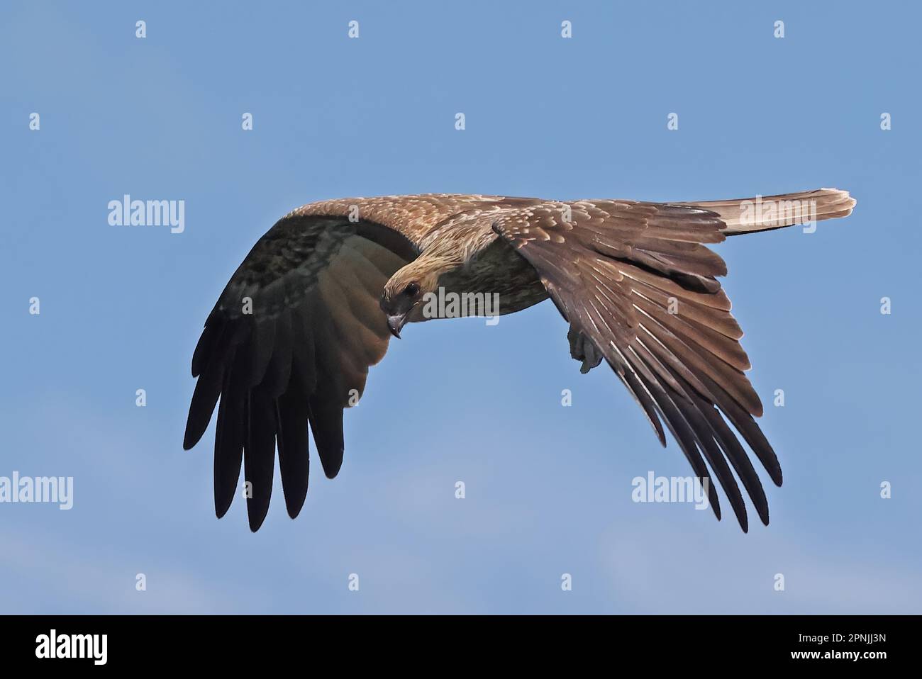 Whistling Kite (Haliastur sphenurus) adult in flight North Stradbroke