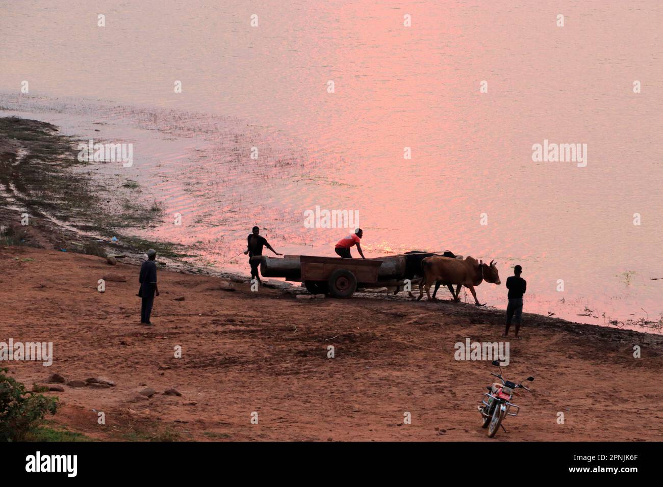 Herdboys are seen watering their cattle in Lilongwe river in Malingunde, Malawi. Stock Photo