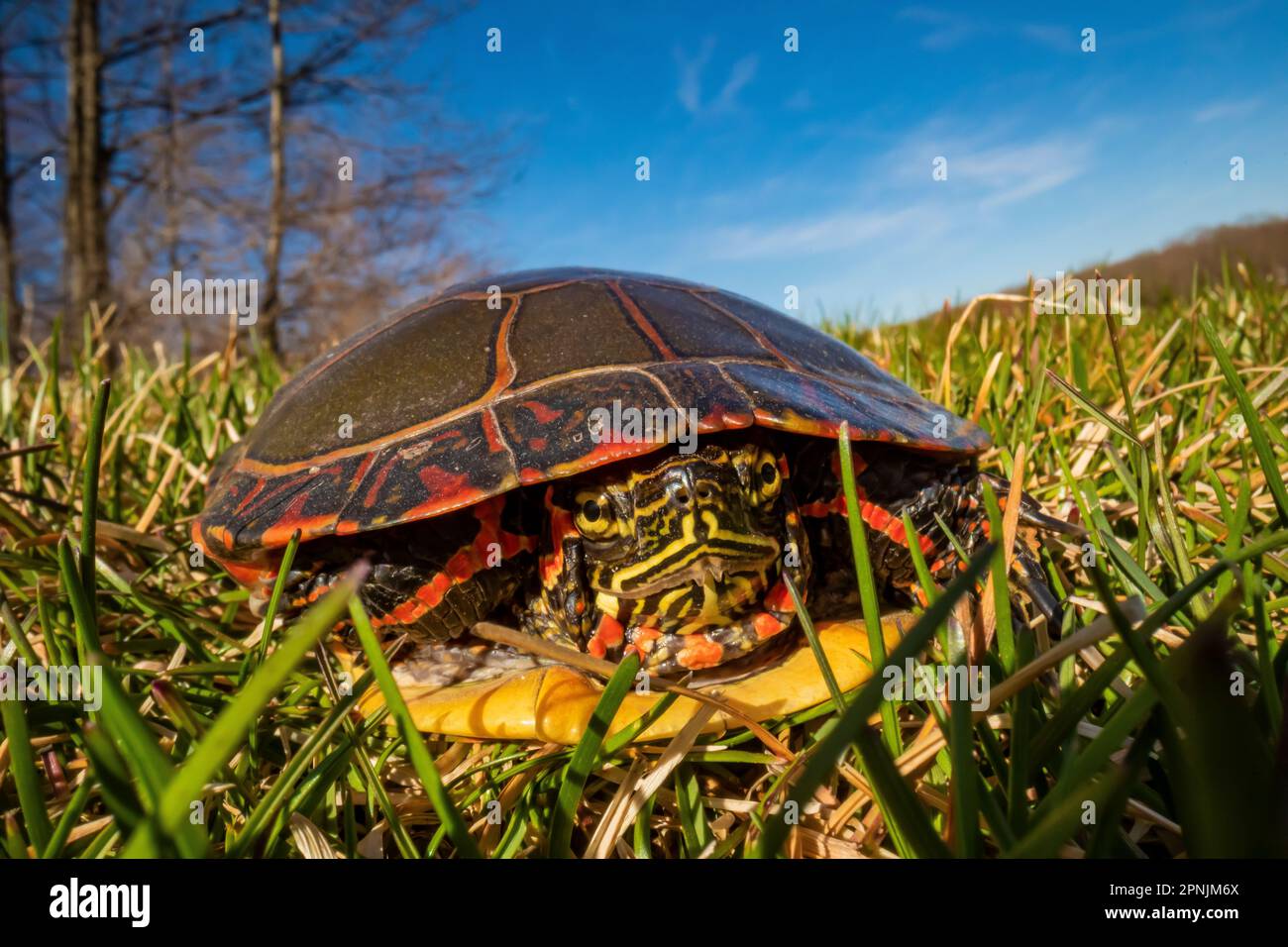 Painted Turtle, Chrysemys picta, crossing a grassy expanse why moving